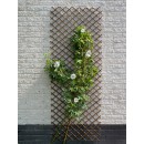 Treillis extensible en osier naturel Nature 30 x 180 cm