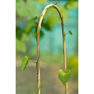 15 tuteurs naturels arceau hauteur 120 cm diam 12 à 14 mm