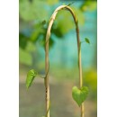 15 tuteurs naturels arceau hauteur 120 cm diam 12 &agrave; 14 mm