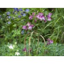 15 tuteurs naturels arceau hauteur 120 cm diam 12 &agrave; 14 mm