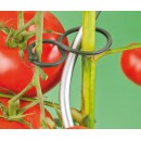 125 Bagues de tuteurage &agrave; tomates Nature. Les extr&eacute;mit&eacute;s sont arrondies pour pr&eacute;venir tout