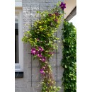 5 Treillis m&eacute;tallique rectangulaire en acier galvanis&eacute; avec set de fixation - H145 x 57 cm