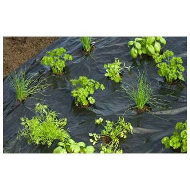Film de paillage HERBES AROMATIQUES - LDPE/LLDPE noir, 20 μ anti UV, trous découpés.