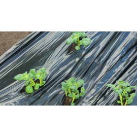 Film de paillage pommes de terre Nature noir 20 μ anti U, 25 segments pré-perforés 0.95 x 10 m