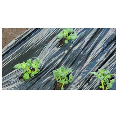 Film de paillage "POMMES DE TERRE" - LDPE/LLDPE noir, 20 μ anti UV, 25 segments pré-perforés à ouvrir.