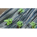 Film de paillage "POMMES DE TERRE" - LDPE/LLDPE noir, 20 &mu; anti UV, 25 segments pr&eacute;-perfor&eacute;s &agrave; ouvrir.
