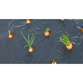 Film de paillage petits légumes Nature noir 20µ trous découpés 0,95 x 5 m