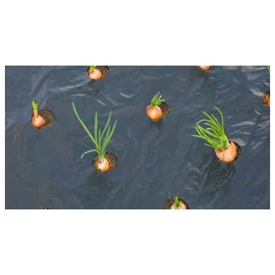 Film de paillage PETITS LEGUMES - LDPE/LLDPE noir, 20 μ anti UV, trous découpés.