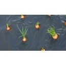 Film de paillage PETITS LEGUMES - LDPE/LLDPE noir, 20 &mu; anti UV, trous d&eacute;coup&eacute;s.