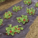 Lot de 5 films de paillage micro-perforc&eacute; sp&eacute;cial fraises - LDPE noir 1.4 x 20 m&egrave;tres