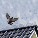 3 pics m&eacute;tallique de 32 cm anti pigeons Nature longueur totale 96 cm