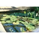 Bassin de jardin Jupiter S1 Ubbink 79 x 119 cm profondeur 45 cm 230 litres 0.94 m&sup2;