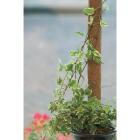 Tuteur Plante : Lot de 5 tuteurs pour plantes en fibres de coco Nature H 60 cm x &Oslash; 38 mm