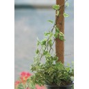 Lot de 5 tuteurs pour plantes en fibres de coco Nature H 60 cm x &Oslash; 38 mm