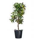 Conteneur poly&eacute;thyl&egrave;ne Nature 50 Litres Haut 40.5 cm Diam 51 cm avec poign&eacute;es