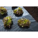 Film de paillage, multi-usages - LDPE noir, 100&micro; - 3 x 4 m  Nature