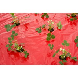 Film de paillage FRAISE Nature rouge 25µ microperforé trous découpés 0,95 x 10 m