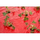 Film de paillage FRAISE Nature rouge 25&micro; microperfor&eacute; trous d&eacute;coup&eacute;s 0,95 x 5 m
