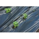 Film de paillage "POMMES DE TERRE" - LDPE/LLDPE noir, 20 &mu; anti UV, 25 segments pr&eacute;-perfor&eacute;s &agrave; ouvrir.