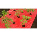 Film de paillage tomate Nature rouge 25&micro; trous d&eacute;coup&eacute;s 20x&Oslash;80 mm 0,95 x 5 m