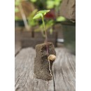 Mini-serre de culture hydroponique Nature terrine souple couvercle plateau mousse H11 x 35 x 23,5 cm