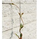 Kit de palissage Nature diam 1.8 mm longeur 10 m&egrave;tres