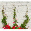 Kit de palissage Nature diam 1.8 mm longeur 10 m&egrave;tres
