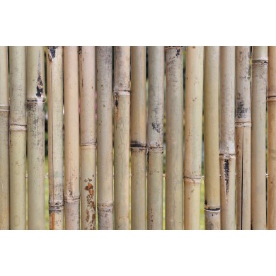 Canisse naturelle en bambou entier PREMIUM type Fargesia occultant 3/5 1 x 2 m