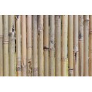 Canisse naturelle en bambou entier PREMIUM type Fargesia occultant 3/5 1 x 2 m