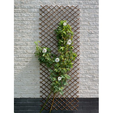 Treillis extensible en osier naturel Nature 30 x 180 cm