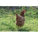 Grillage maille hexagonale en acier galvanis&eacute; Metalex Nature maille de 25 mm hauteur 1.0 m longueur 25 m