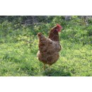 Grillage &agrave; Poule et Multi-Usages galvanis&eacute; maille de 13 mm haut 50 cm longueur 50 m