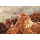 Grillage &agrave; Poule et Multi-Usages galvanis&eacute; maille de 13 mm haut 50 cm longueur 50 m