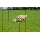 4 rouleaux de Grillage &agrave; Mouton Maille 100x75 mm acier Galvanis&eacute; Plastifi&eacute; Vert haut 60 cm longueur 10 m