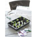 5 Terrines rigide pour semis Nature coloris anthracite H7,5 x 55 x 31 cm