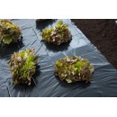 Lot de 5 films de paillage toutes cultures Nature LDPE noir 30&micro; 1,40 x 20 m