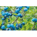 Lot de 4 filets anti oiseaux Nano poly&eacute;thyl&egrave;ne trait&eacute; anti-UV coloris bleu 22 g/m&sup2; 5 x 2 m