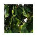 4 Treillis extensible Nature en osier avec feuillage Jasmin 100 x 300 cm