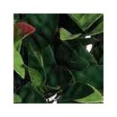 4 Treillis extensible Nature en osier avec feuillage Photinia 100 x 200 cm