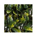 4 Treillis extensible Nature en osier avec feuillage Laurier 100 x 200 cm