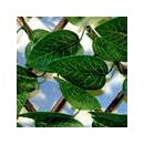 6 Treillis extensible Nature en osier avec feuillage Laurier palme 90 x 180 cm