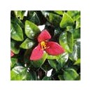 4 Treillis extensible Nature en osier avec feuillage Bougainvillier 100 x 200 cm