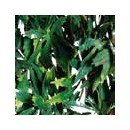 4 Treillis extensible Nature en osier avec feuillage Vigne vierge 100 x 200 cm