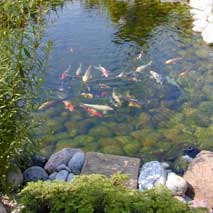 pompe pour bassin de jardin Powermax