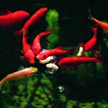 Filtration pour bassin de jardin (3)