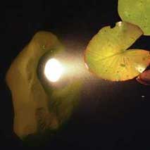Outils d’entretien pour bassin de jardin